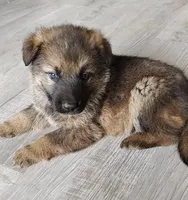 Ahsoka, a female German Shepherd Dog for sale in Corry, PA – Photo 1 of 8