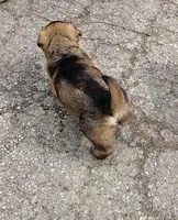 Ahsoka, a female German Shepherd Dog for sale in Corry, PA – Photo 3 of 8