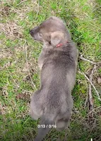 Han Solo, a male German Shepherd Dog for sale in Corry, PA – Photo 2 of 8