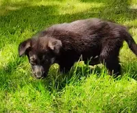 Luke, a male German Shepherd Dog for sale in Corry, PA – 2 of 5