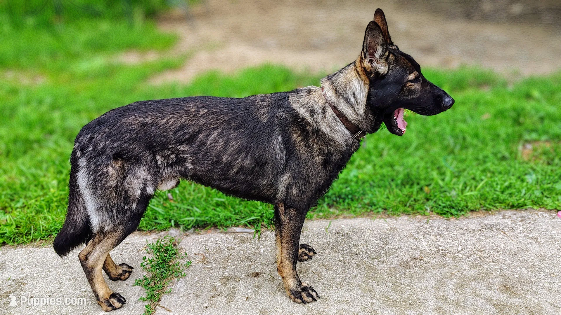 Han Solo, a male German Shepherd Dog for sale in Corry, PA – Photo 8 of 8