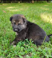 Percy, a male German Shepherd Dog for sale in Corry, PA – 1 of 4