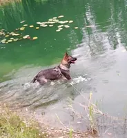 Rex, a male German Shepherd Dog for sale in Corry, PA – 4 of 4