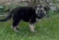 Carl, a male German Shepherd Dog for sale in Corry, PA – 2 of 5