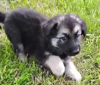 Carl, a male German Shepherd Dog for sale in Corry, PA – 1 of 5