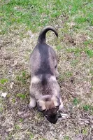 Tessa, a female German Shepherd Dog for sale in Corry, PA – Photo 3 of 7