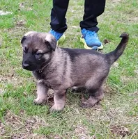 Tessa, a female German Shepherd Dog for sale in Corry, PA – Photo 2 of 7