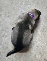 Tessa, a female German Shepherd Dog for sale in Corry, PA – Photo 2 of 4