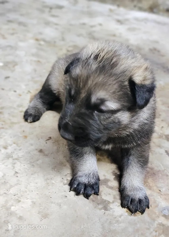 Tessa – German Shepherd Dog puppy for sale in Corry, PA