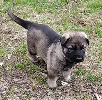 Tessa, a female German Shepherd Dog for sale in Corry, PA – Photo 1 of 7