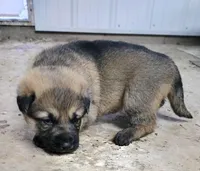 Willow , a female German Shepherd Dog for sale in Corry, PA – Photo 2 of 4