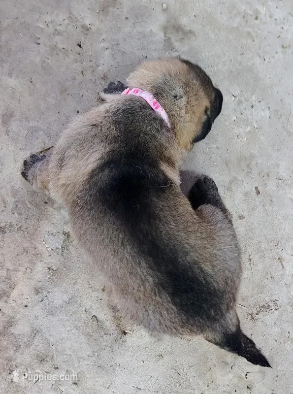 Willow  – German Shepherd Dog puppy for sale in Corry, PA