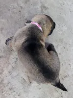 Willow , a female German Shepherd Dog for sale in Corry, PA – Photo 1 of 4