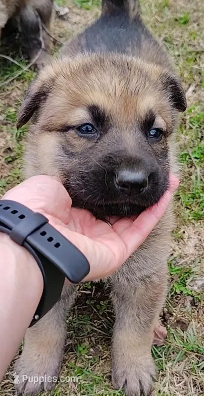 Willow  – German Shepherd Dog puppy for sale in Corry, PA