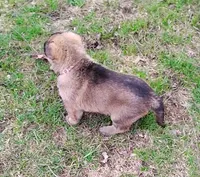 Willow , a female German Shepherd Dog for sale in Corry, PA – Photo 3 of 7