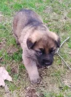 Willow , a female German Shepherd Dog for sale in Corry, PA – Photo 2 of 7