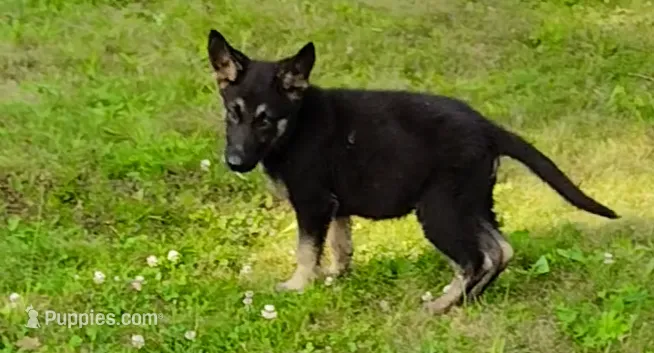 Bear – German Shepherd Dog puppy for sale in Corry, PA