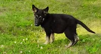 Bear, a male German Shepherd Dog for sale in Corry, PA – 1 of 2