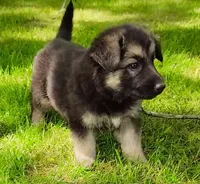 Carl, a male German Shepherd Dog for sale in Corry, PA – 4 of 5
