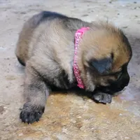 Harper, a female German Shepherd Dog for sale in Corry, PA – Photo 2 of 4