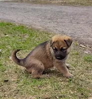 Harper, a female German Shepherd Dog for sale in Corry, PA – Photo 1 of 7