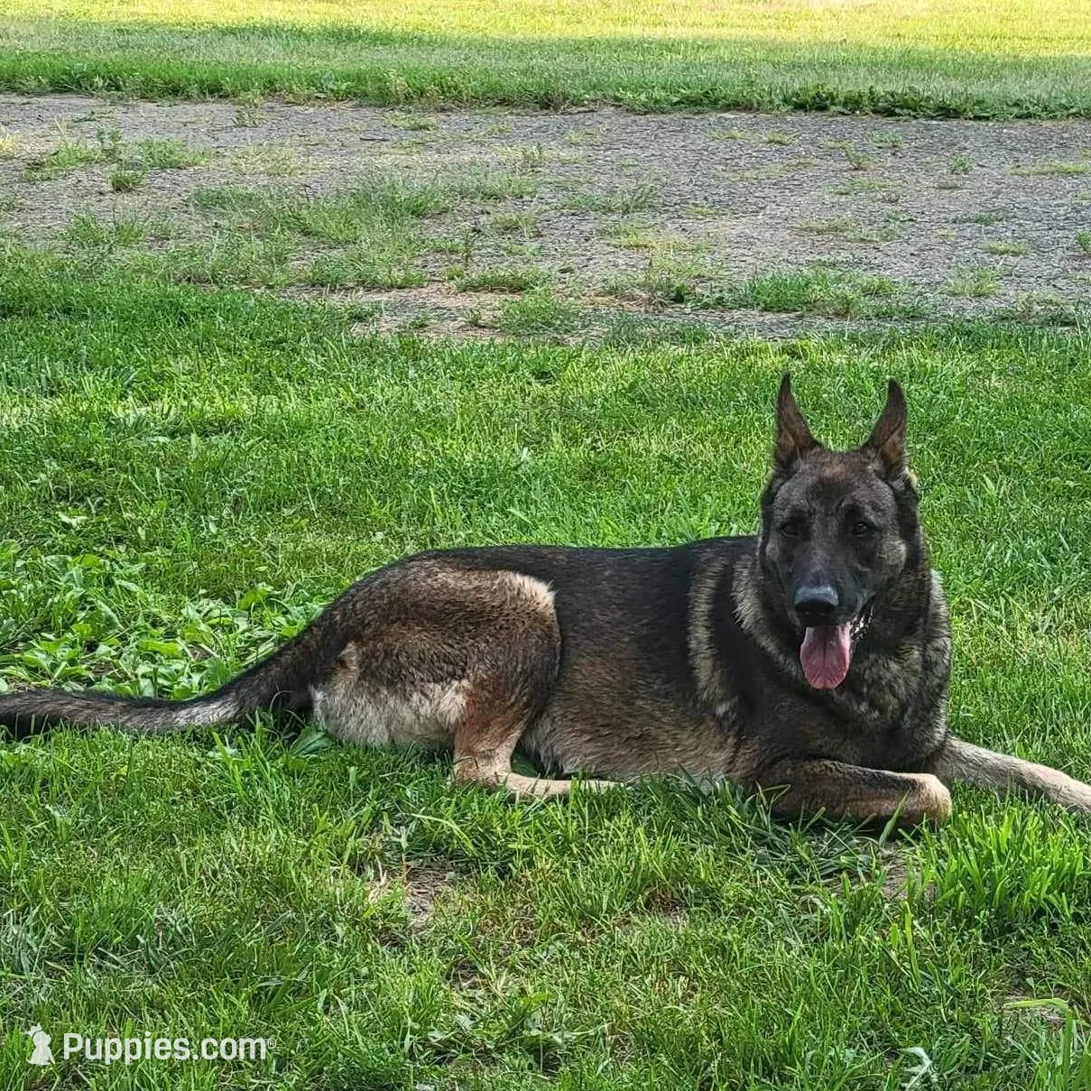 Harper, a female German Shepherd Dog for sale in Corry, PA – Photo 3 of 4
