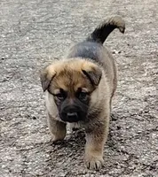Harper, a female German Shepherd Dog for sale in Corry, PA – Photo 2 of 7