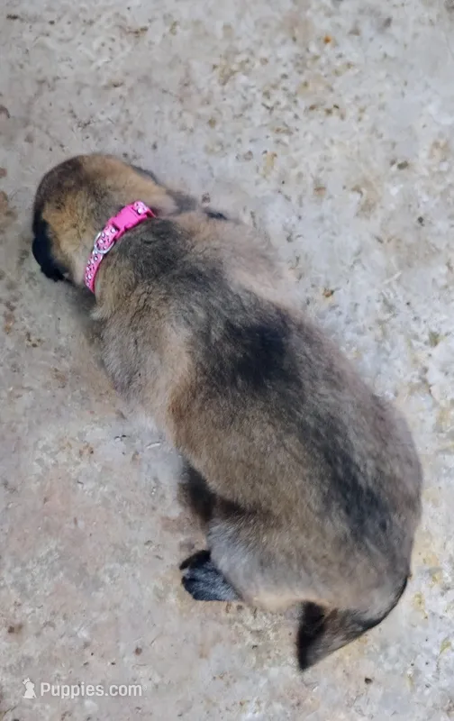 Harper – German Shepherd Dog puppy for sale in Corry, PA