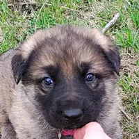 Harper, a female German Shepherd Dog for sale in Corry, PA – Photo 3 of 7