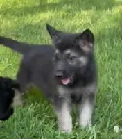 Crunchy Roll, a male German Shepherd Dog for sale in Corry, PA – 2 of 4