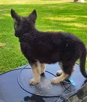 Bear, a male German Shepherd Dog for sale in Corry, PA – 2 of 2