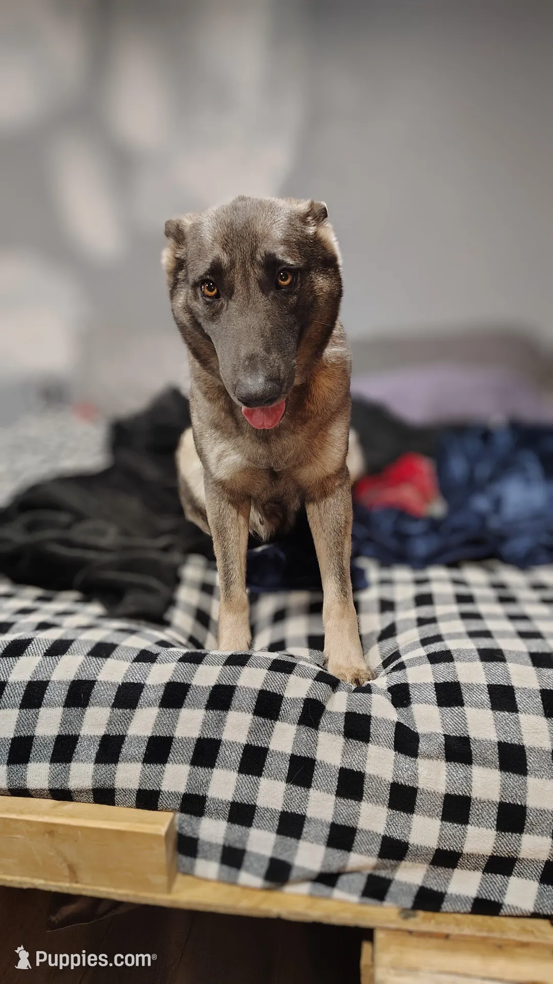 Han Solo, a male German Shepherd Dog for sale in Corry, PA – Photo 6 of 8