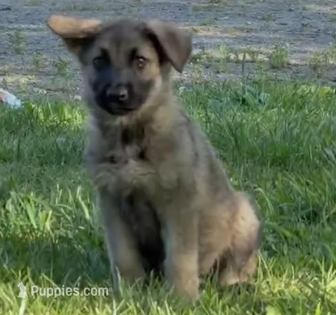 Gemma – German Shepherd Dog puppy for sale in Corry, PA
