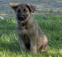 Gemma, a female German Shepherd Dog for sale in Corry, PA – 1 of 4