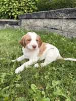 Marshall, a male Brittany and Poodle - Standard  for sale in Massillon, OH – 3 of 3