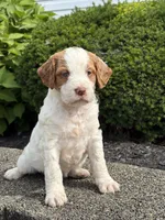 Mollie, a female Brittany and Poodle - Standard  for sale in Massillon, OH – 2 of 2