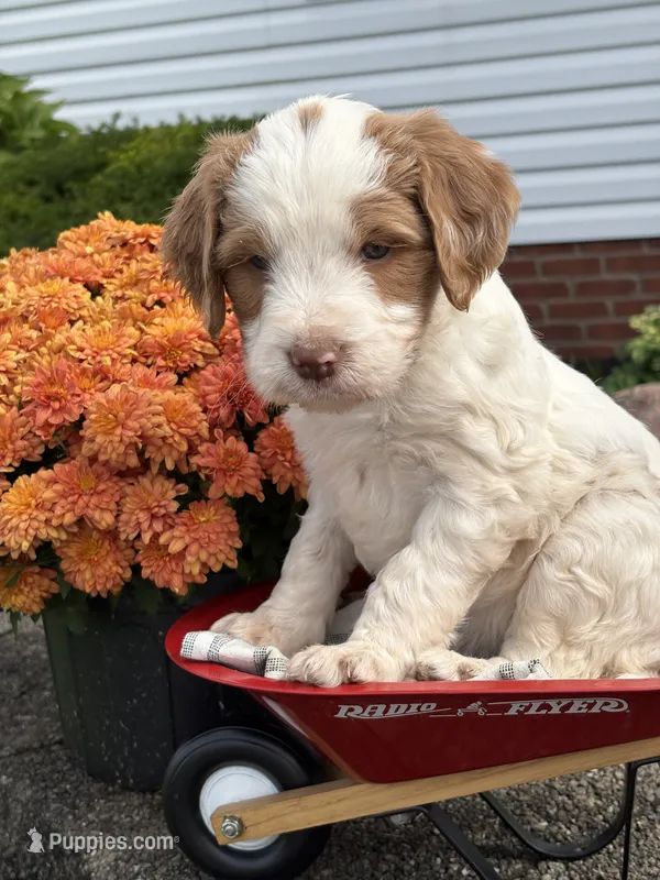 Mia – Brittany, Poodle - Standard  puppy for sale in Massillon, OH