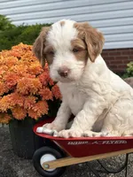 Mia, a female Brittany and Poodle - Standard  for sale in Massillon, OH – 1 of 3