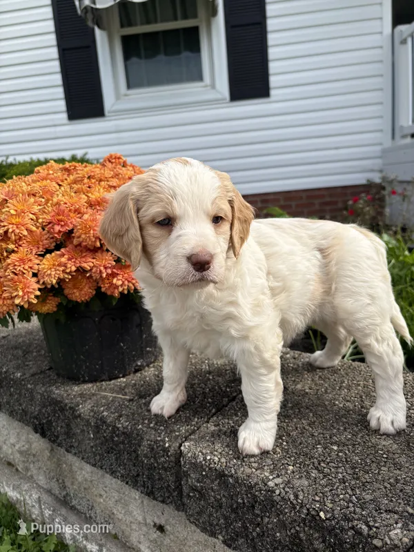 Maycie – Brittany, Poodle - Standard  puppy for sale in Massillon, OH