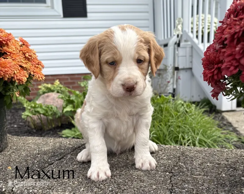 Maxum – Brittany, Poodle - Standard  puppy for sale in Massillon, OH