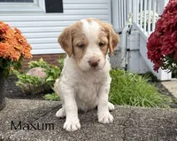 Maxum, a male Brittany and Poodle - Standard  for sale in Massillon, OH – 1 of 1