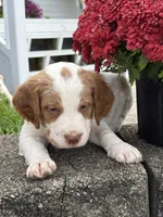 Marshall, a male Brittany and Poodle - Standard  for sale in Massillon, OH – 2 of 3