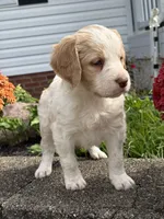 Maycie, a female Brittany and Poodle - Standard  for sale in Massillon, OH – 3 of 4
