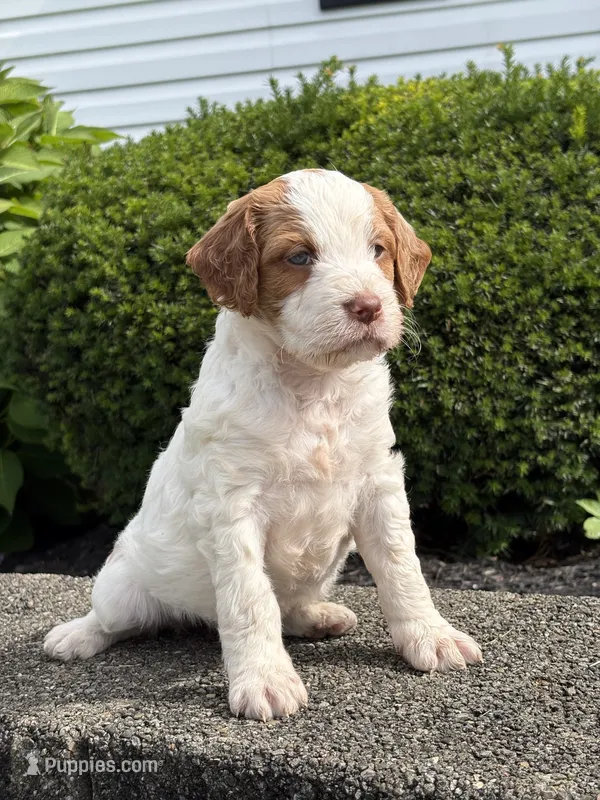 Mollie – Brittany, Poodle - Standard  puppy for sale in Massillon, OH