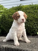 Mollie, a female Brittany and Poodle - Standard  for sale in Massillon, OH – 1 of 2