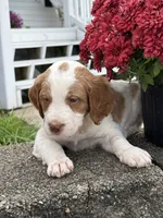Marshall, a male Brittany and Poodle - Standard  for sale in Massillon, OH – 1 of 3
