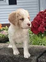 Maycie, a female Brittany and Poodle - Standard  for sale in Massillon, OH – 4 of 4