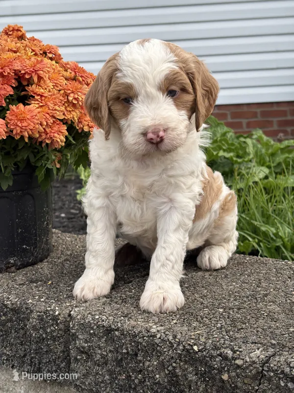 Magnum – Brittany, Poodle - Standard  puppy for sale in Massillon, OH