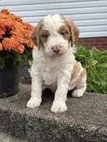 Magnum, a male Brittany and Poodle - Standard  for sale in Massillon, OH – 1 of 1