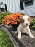 Mia, a female Brittany and Poodle - Standard  for sale in Massillon, OH – 3 of 3